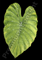 decal leaf 0003
